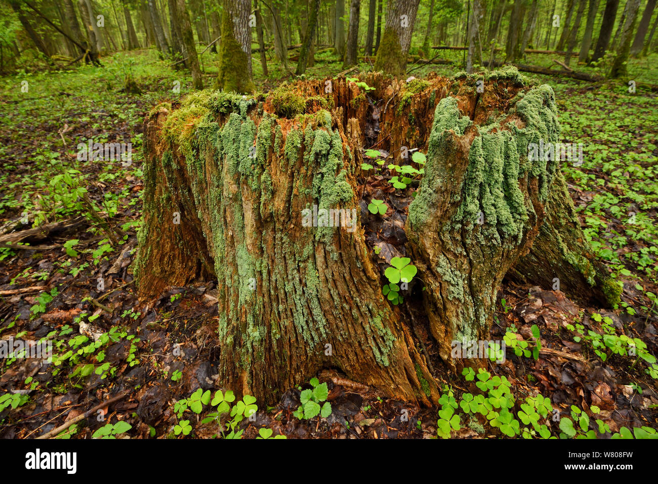 Tree trunk in old mixed conifer and broadleaf forest, Punia Forest Reserve, Lithuania, May 2015. Stock Photo