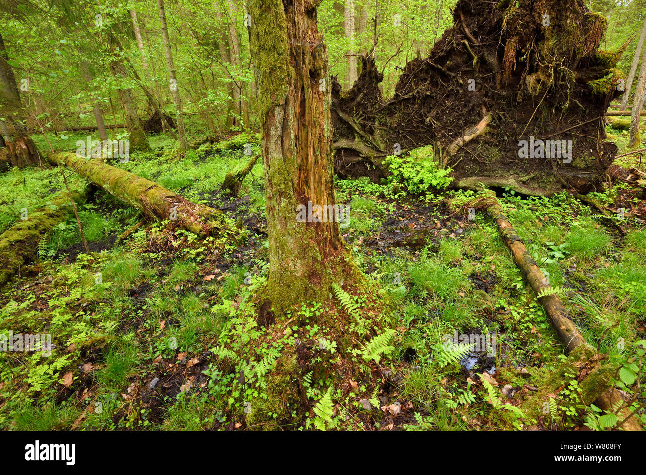 Moss covered tree trunks, and fallen trees in old mixed conifer and broadleaf forest, Punia Forest Reserve, Lithuania, May. Stock Photo