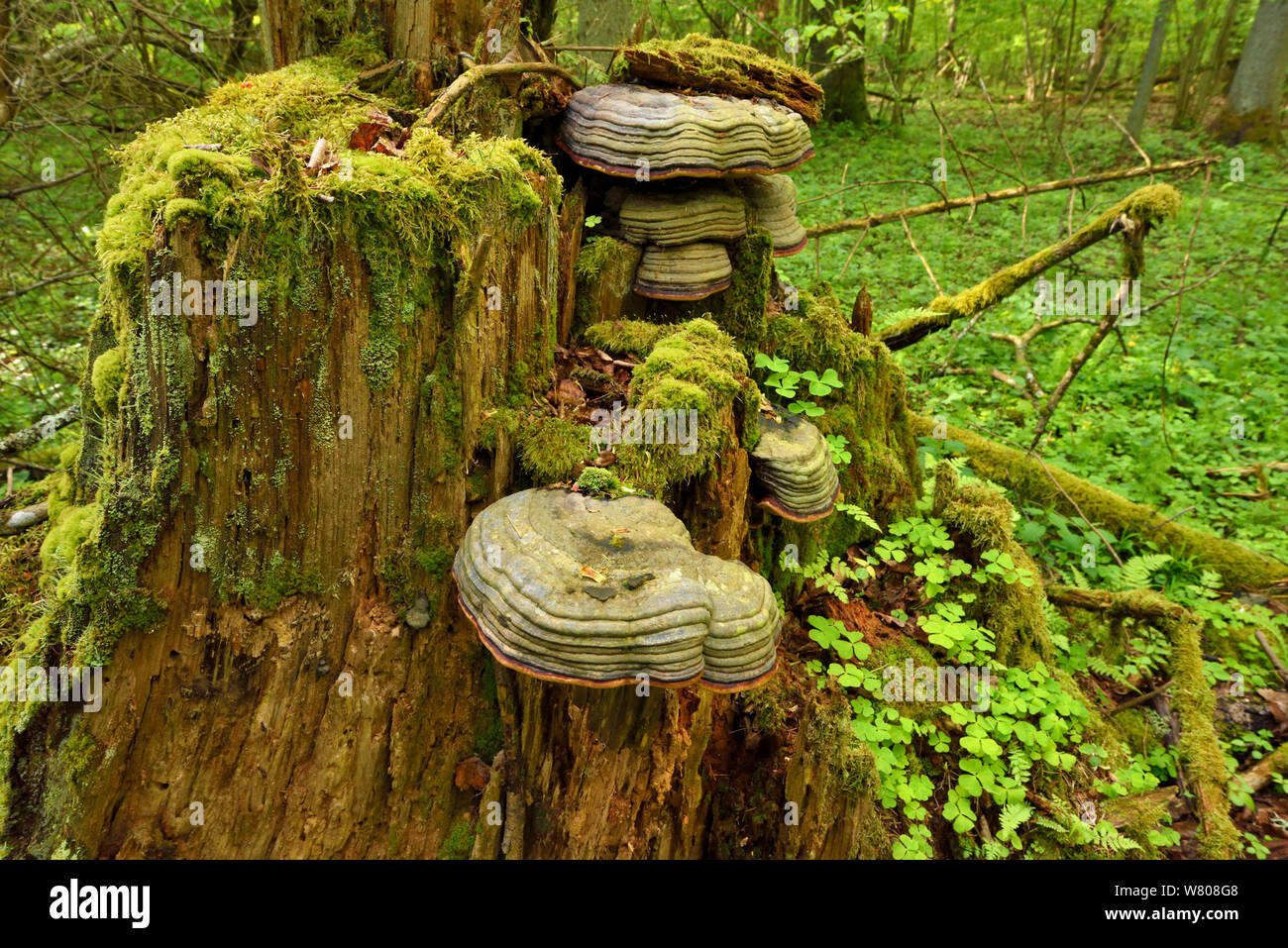 Hoof tinder fungus (Fomes fomentarius) in old mixed conifer and broadleaf forest, Punia Forest Reserve, Lithuania, May. Stock Photo