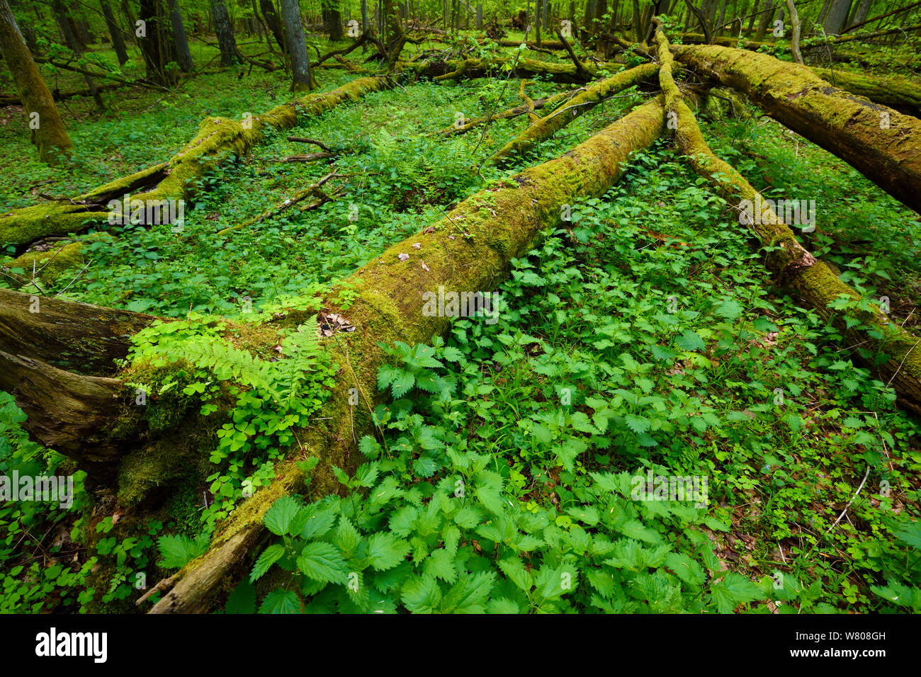 Moss covered fallen trees in old mixed conifer and broadleaf forest, Punia Forest Reserve, Lithuania, May. Stock Photo