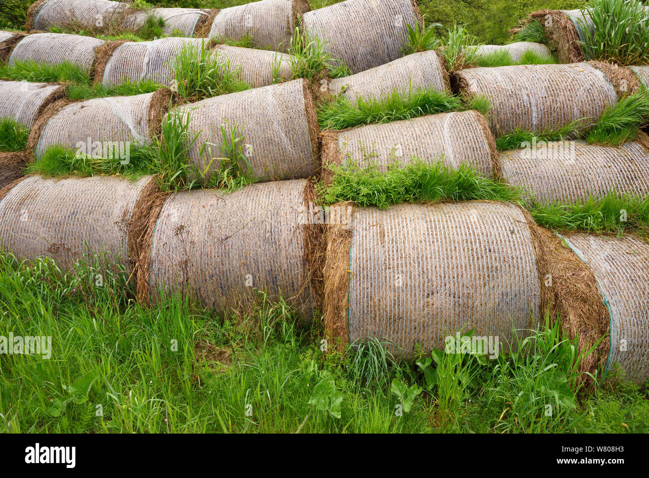 Hay bales, lying abandoned, grown and harvested beacuse of EU subsidies, but without buyers, Nemunas River Delta, Lithuania. May 2015. Stock Photo