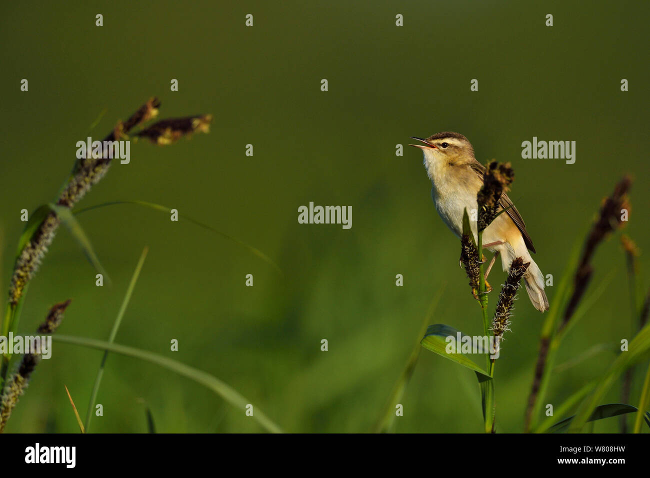 Sedge warbler (Acrocephalus schoenobaenus) singing in sedge, in its habitat, Nemunas River Delta, Lithuania, May. Vulnerable species. Stock Photo
