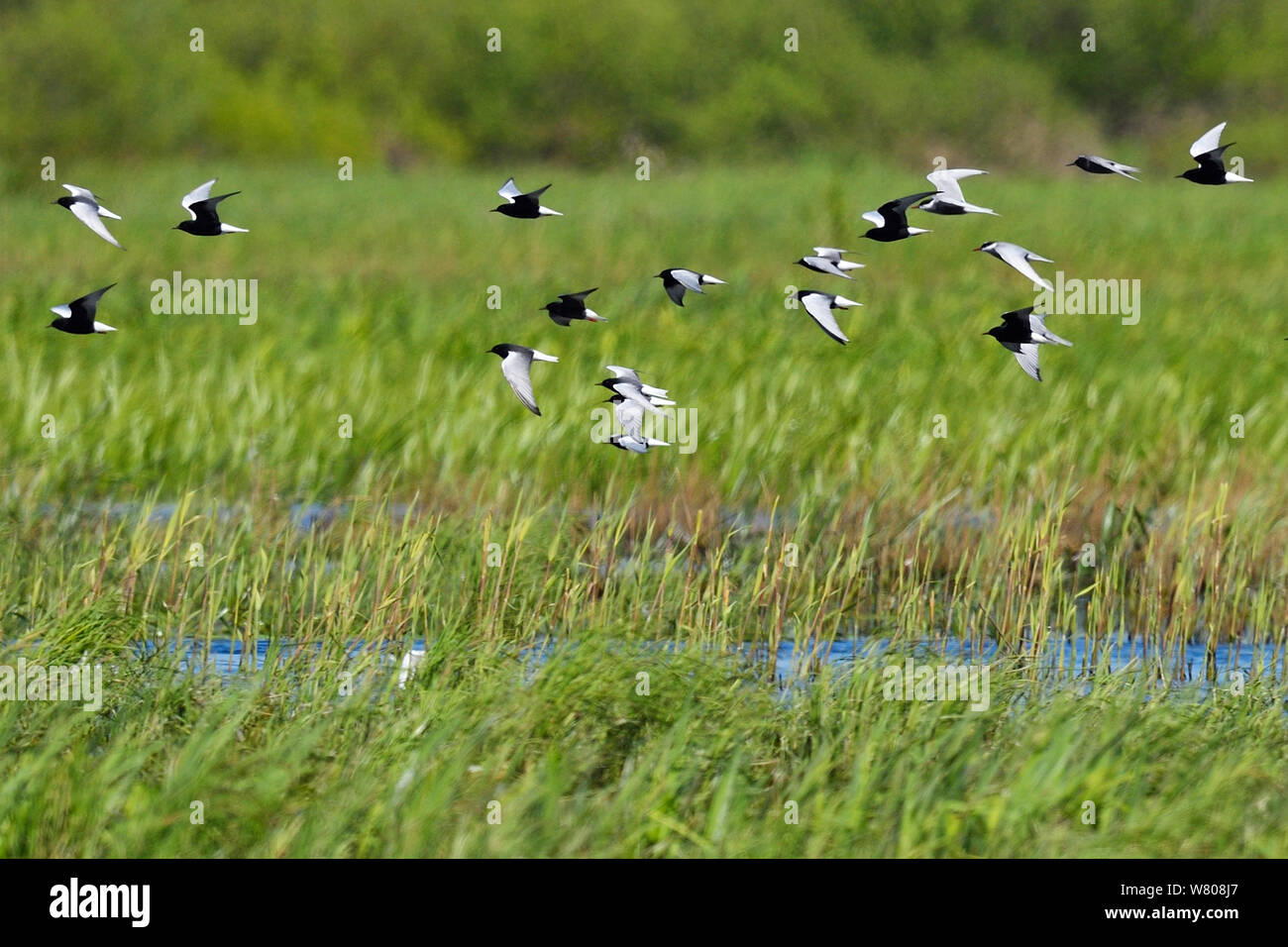 Mixed flock of White-winged black tern (Chlidonias leucopterus), Black tern (Chlidonias niger) and Whiskered tern (Chlidonias hybrida) Nemunas River Delta, Lithuania, May. Stock Photo
