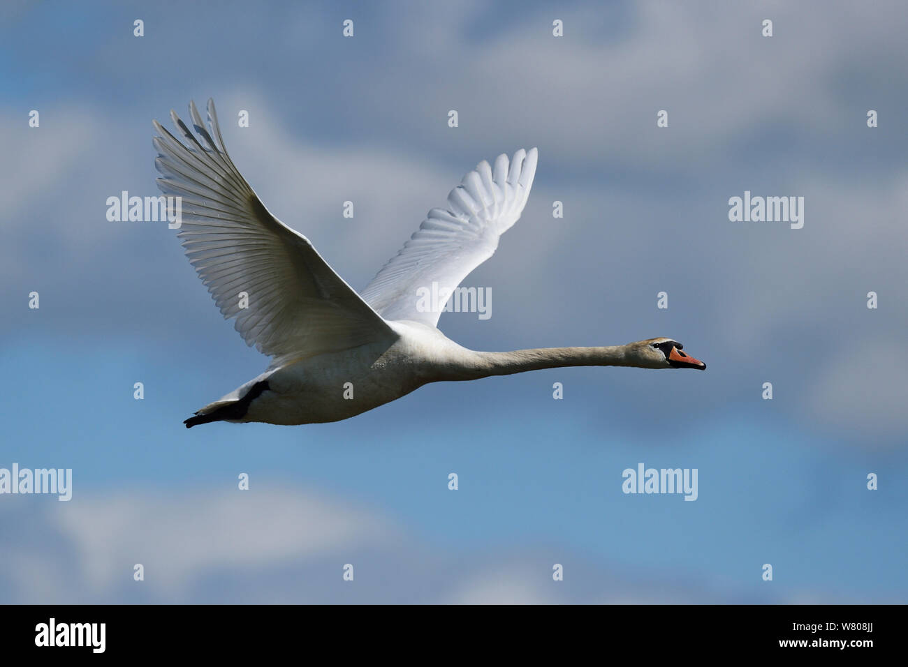 Mute swan (Cygnus olor) in flight, Nemunas River Delta, Lithuania, May. Stock Photo