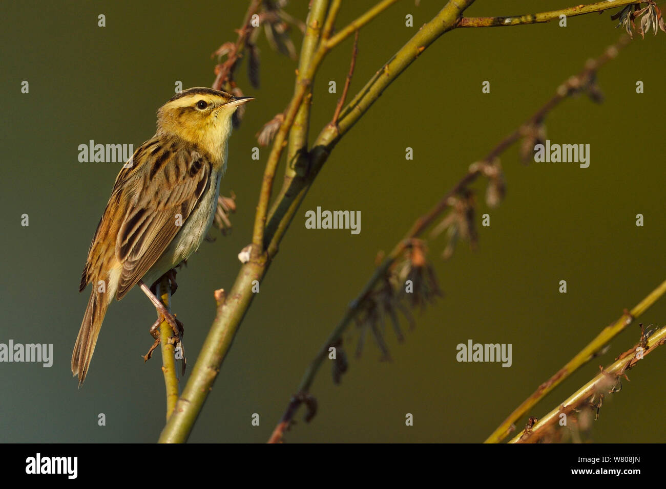 Aquatic warbler (Acrocephalus paludicola) Nemunas River Delta, Lithuania. May. Vulnerable species species. Stock Photo