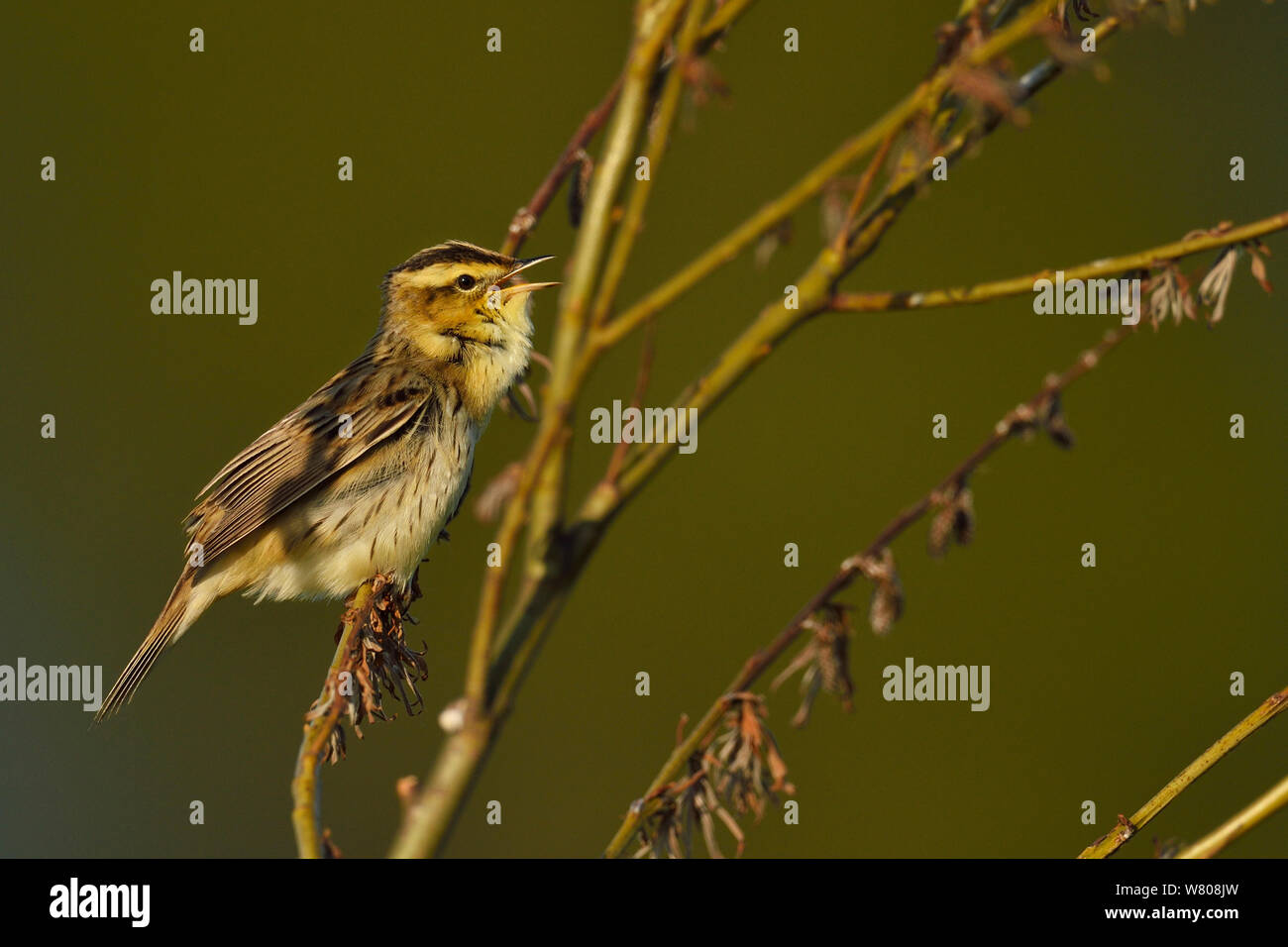 Aquatic warbler (Acrocephalus paludicola) Nemunas River Delta, Lithuania. May. Vulnerable species species. Stock Photo