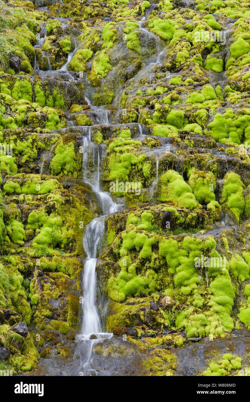 Waterfall surrounded by moss, Iceland. May 2007. Stock Photo