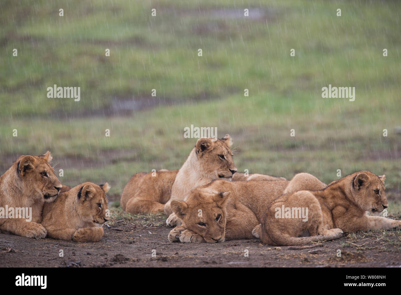 Lionesses (Panthera leo) and cubs in the rain, Ngorongoro Conservation Area, Tanzania. Stock Photo