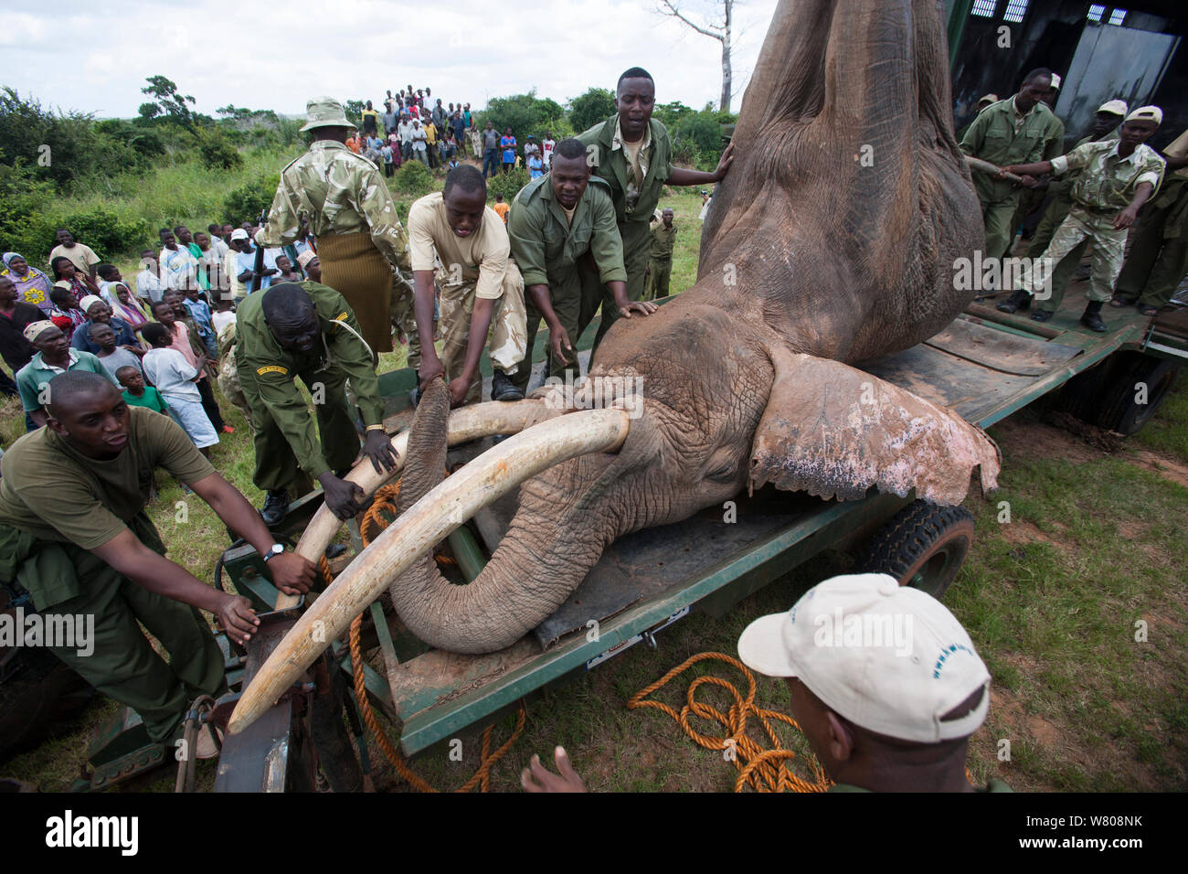 African elephant (Loxodonta africana) about to be lifted up by crane during translocation by Kenya Wildlife Service, due to over population, Mwaluganje Reserve, Kenya. October 2006. Stock Photo