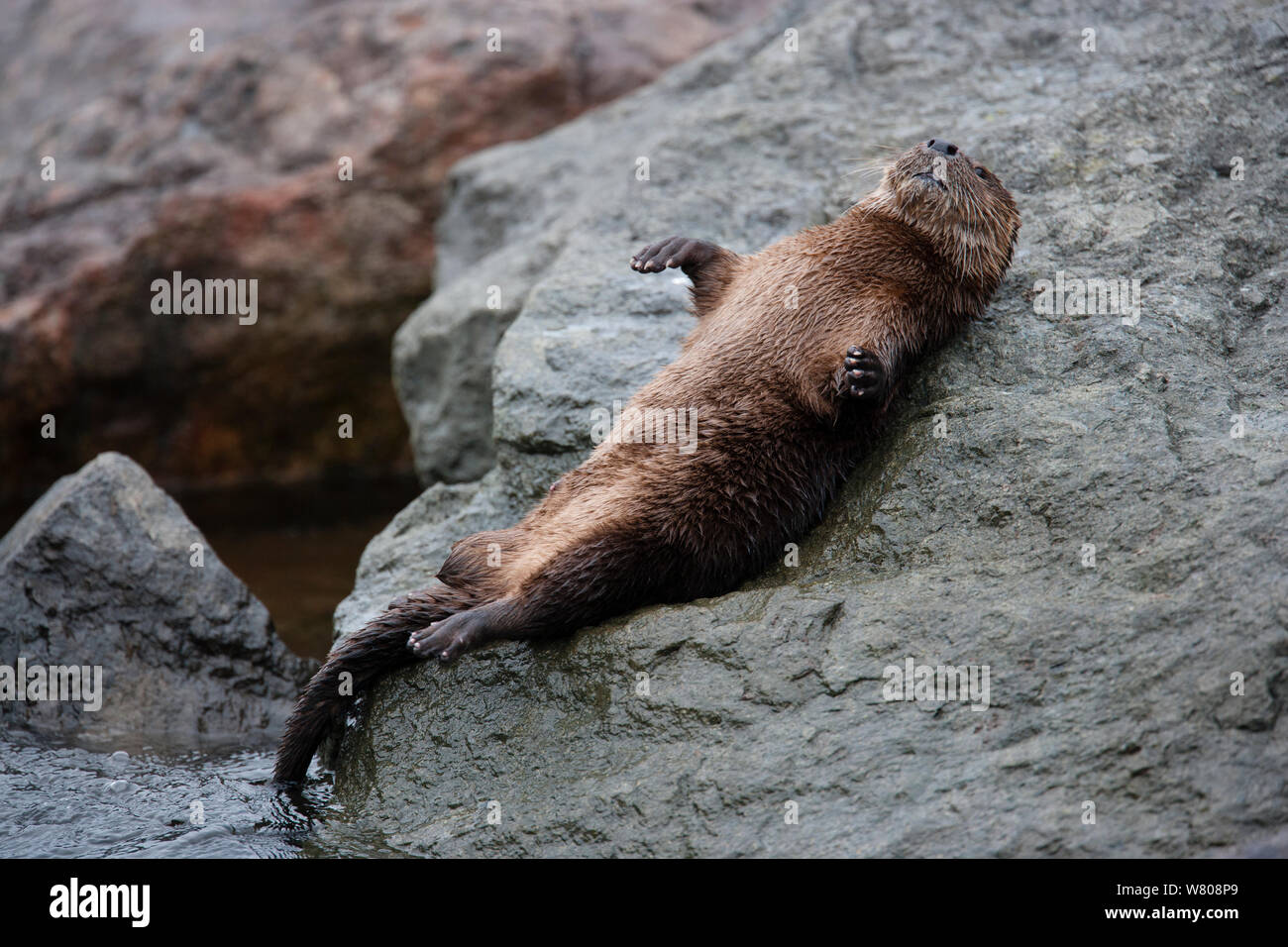 Marine otter (Lontra felina) resting on the shore, Peru. Stock Photo