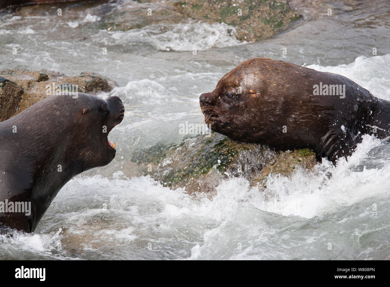 South American sea lion (Otaria flavescens) interacting on the shore, Punta Coles Reserve, Peru, December. Stock Photo