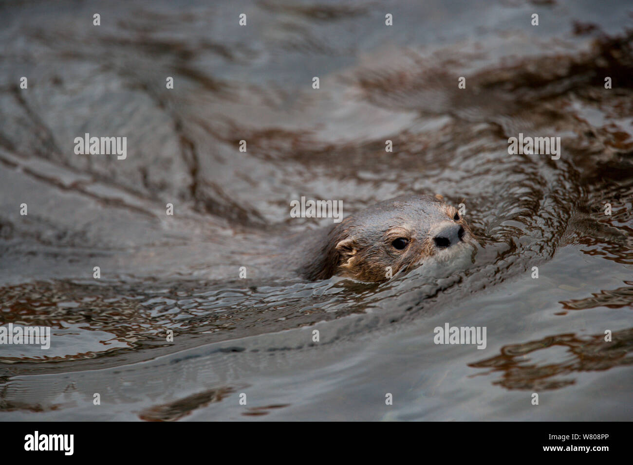 Marine otter (Lontra felina) swimming near the surface, Ilo Region, Peru, December. Stock Photo
