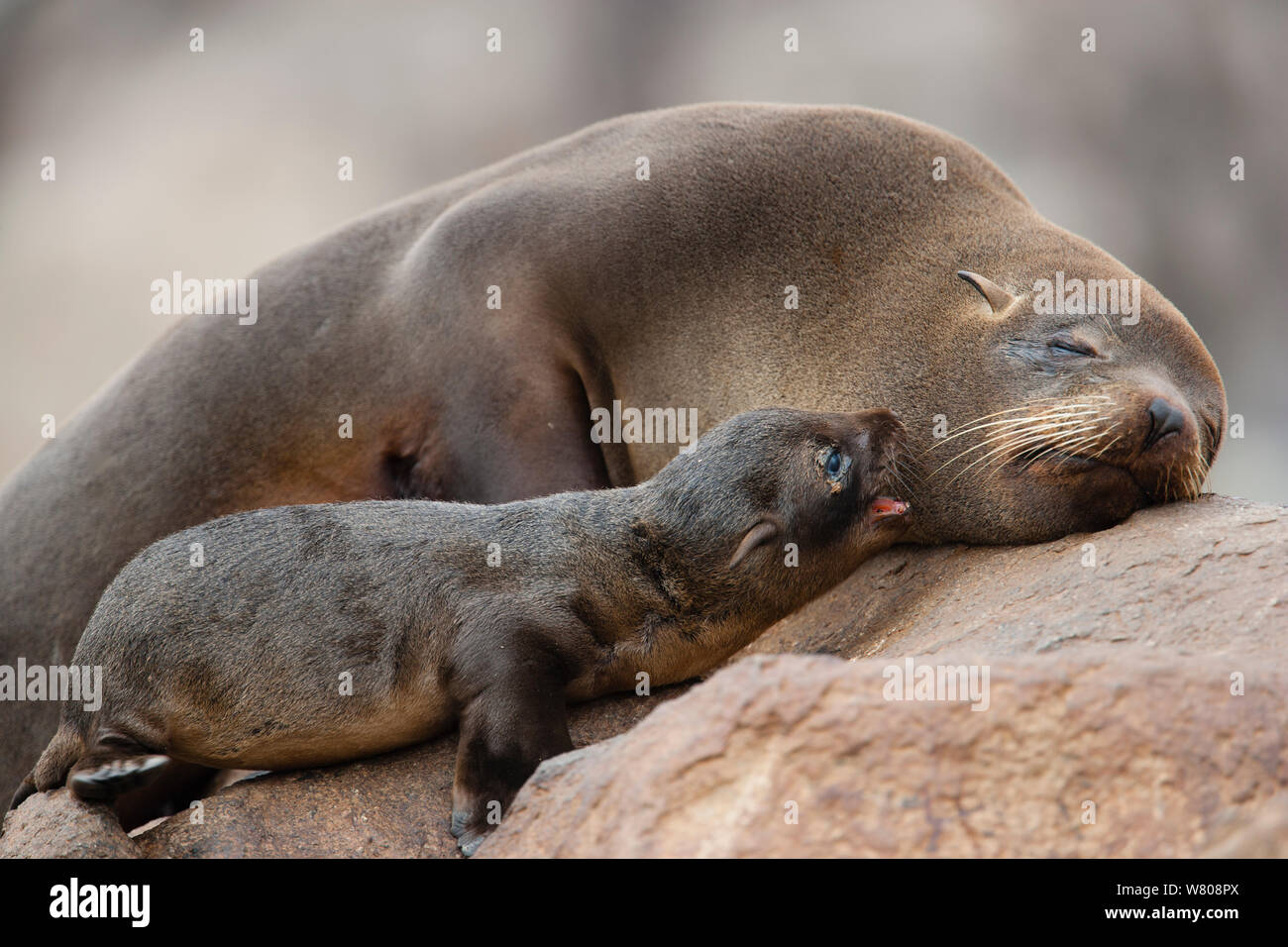 Southern fur seal (Arctocephalus australis) female and young, Punta Coles, Peru. Stock Photo