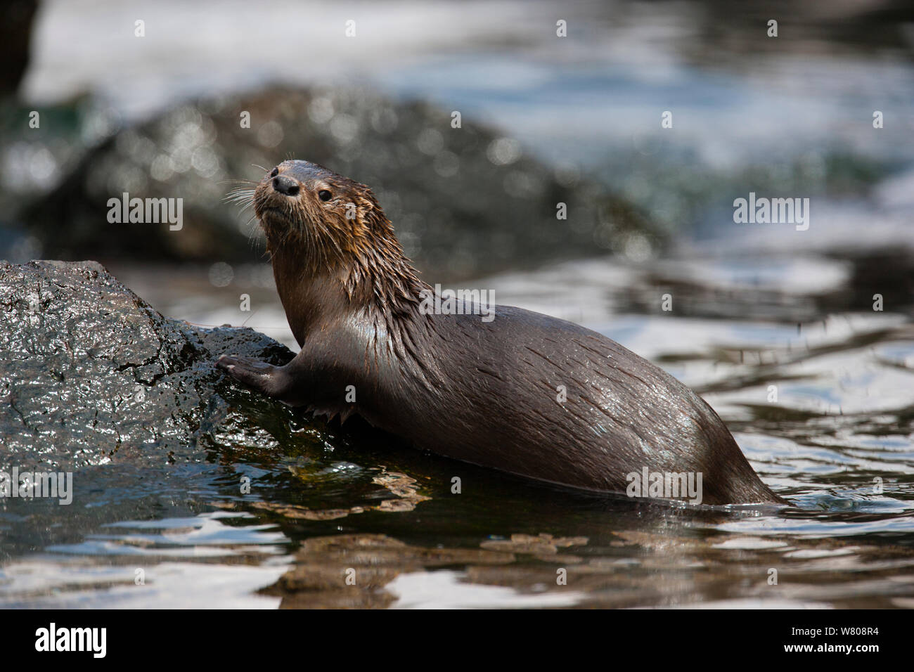 Marine otter (Lontra felina) on the coast, Peru. Stock Photo