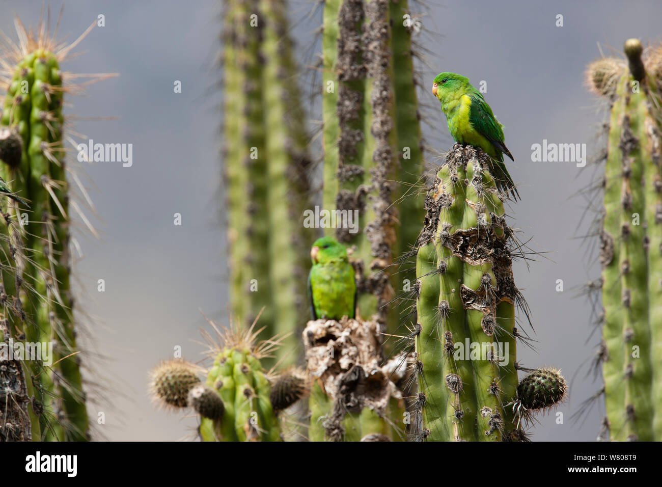 Mountain parakeet (Psilopsiagon aurifrons) flock perched on cacti, Colca Canyon, Andes, Peru, November. Stock Photo