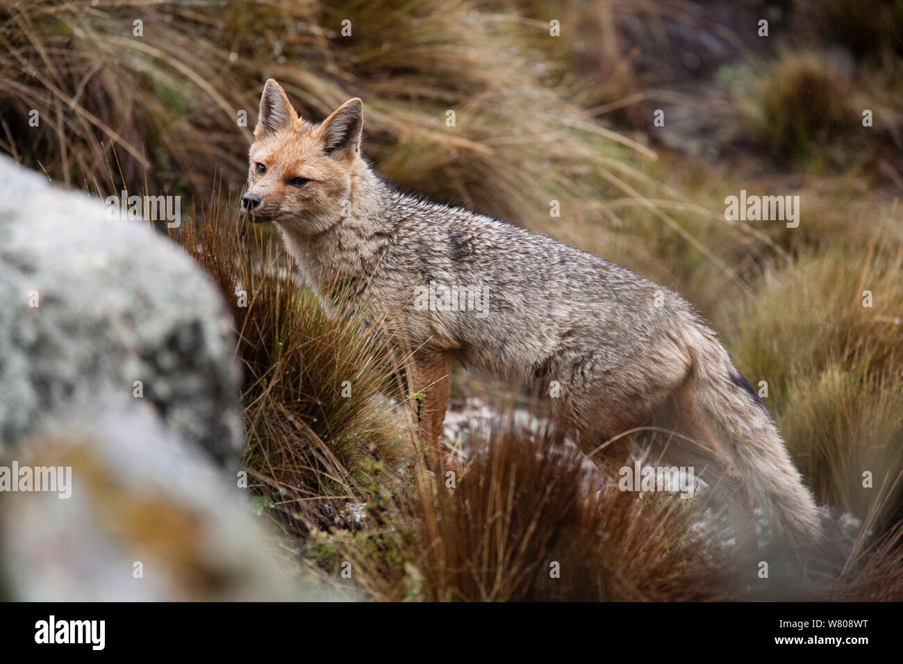 Andean fox (Pseudalopex culpaeus)  Cordillera Blanca Massif, Andes, Peru, November. Stock Photo