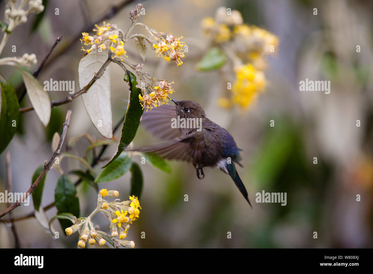 Humming bird (Trochlidae) feeding, Cordillera Blanca Massif, Andes, Peru. Stock Photo