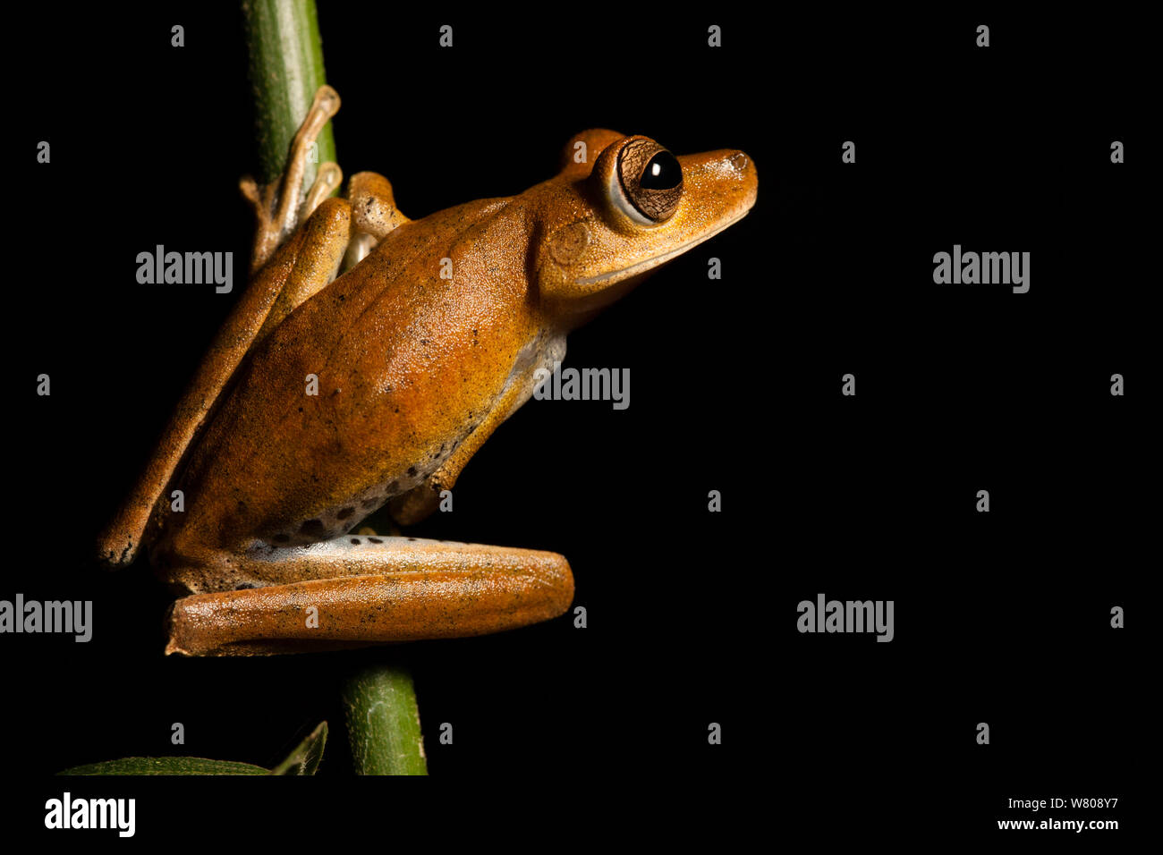 Giant tree frog (Hylidae) Pacaya-Samiria National Reserve    Amazon, Peru. Stock Photo