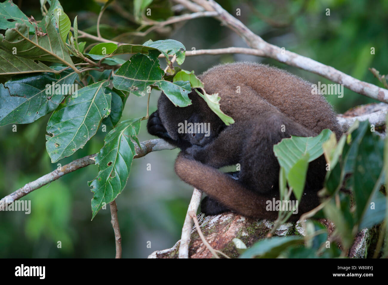 Common woolly monkey (Lagothrix lagotricha) sleeping, Ikamaperou Sanctuary, Peru. Stock Photo