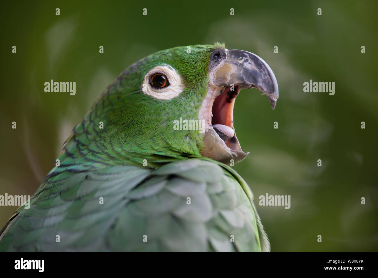 Mealy amazon parrot (Amazona farinosa) yawning, Amazon, Peru. Stock Photo