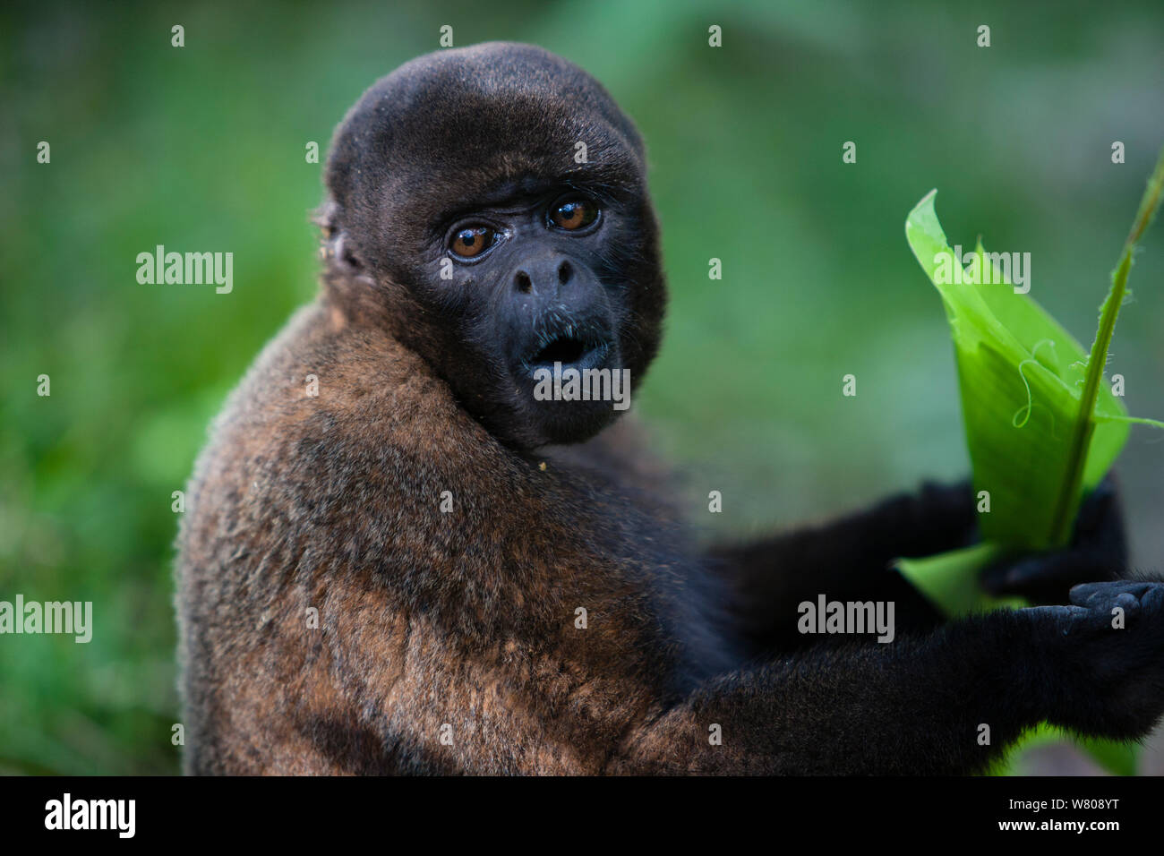 Common woolly monkey (Lagothrix lagotricha) Ikamaperou Sanctuary, Amazon Peru. Stock Photo