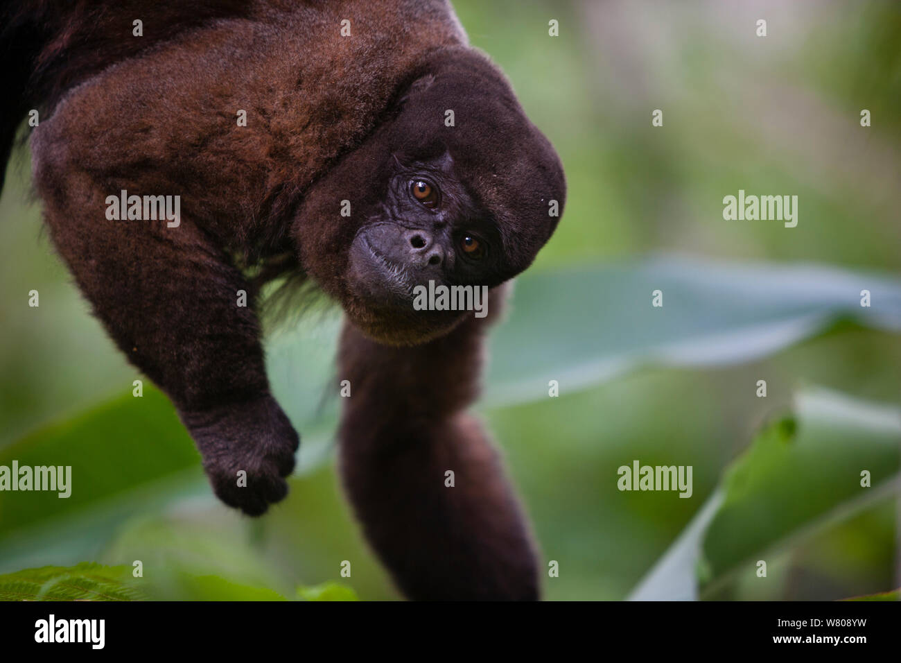 Common woolly monkey (Lagothrix lagotricha) Ikamaperou Sanctuary, Amazon Peru. Stock Photo
