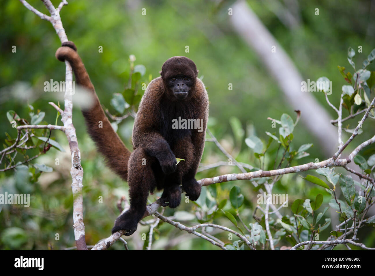 Common woolly monkey (Lagothrix lagotricha) Ikamaperou Sanctuary, Amazon Peru. Stock Photo