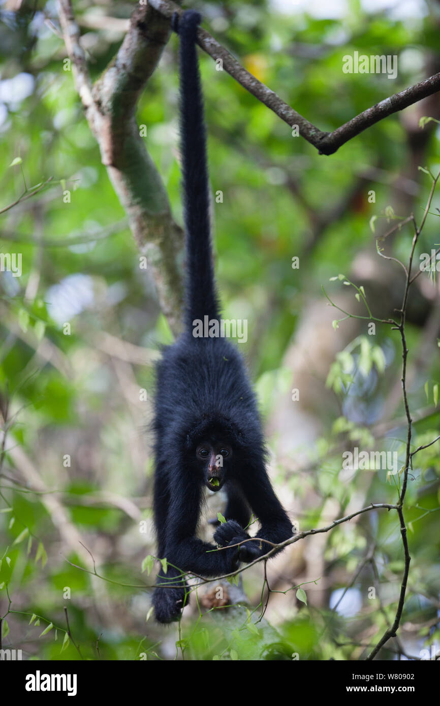 Chamec spider monkey (Ateles chamek) hanging upside down by tail, Ikamaperou Sanctuary, Amazon, Peru. Stock Photo