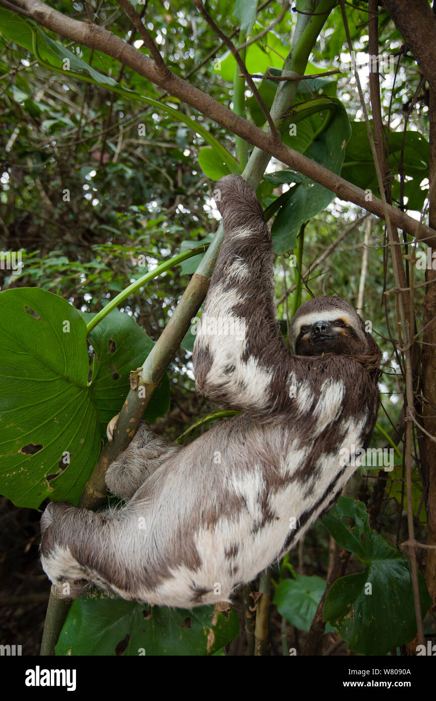 Brown throated three-toed sloth (Bradypus variegatus) climbing,  Pacaya-Samiria National Reserve, Amazon, Peru. Stock Photo