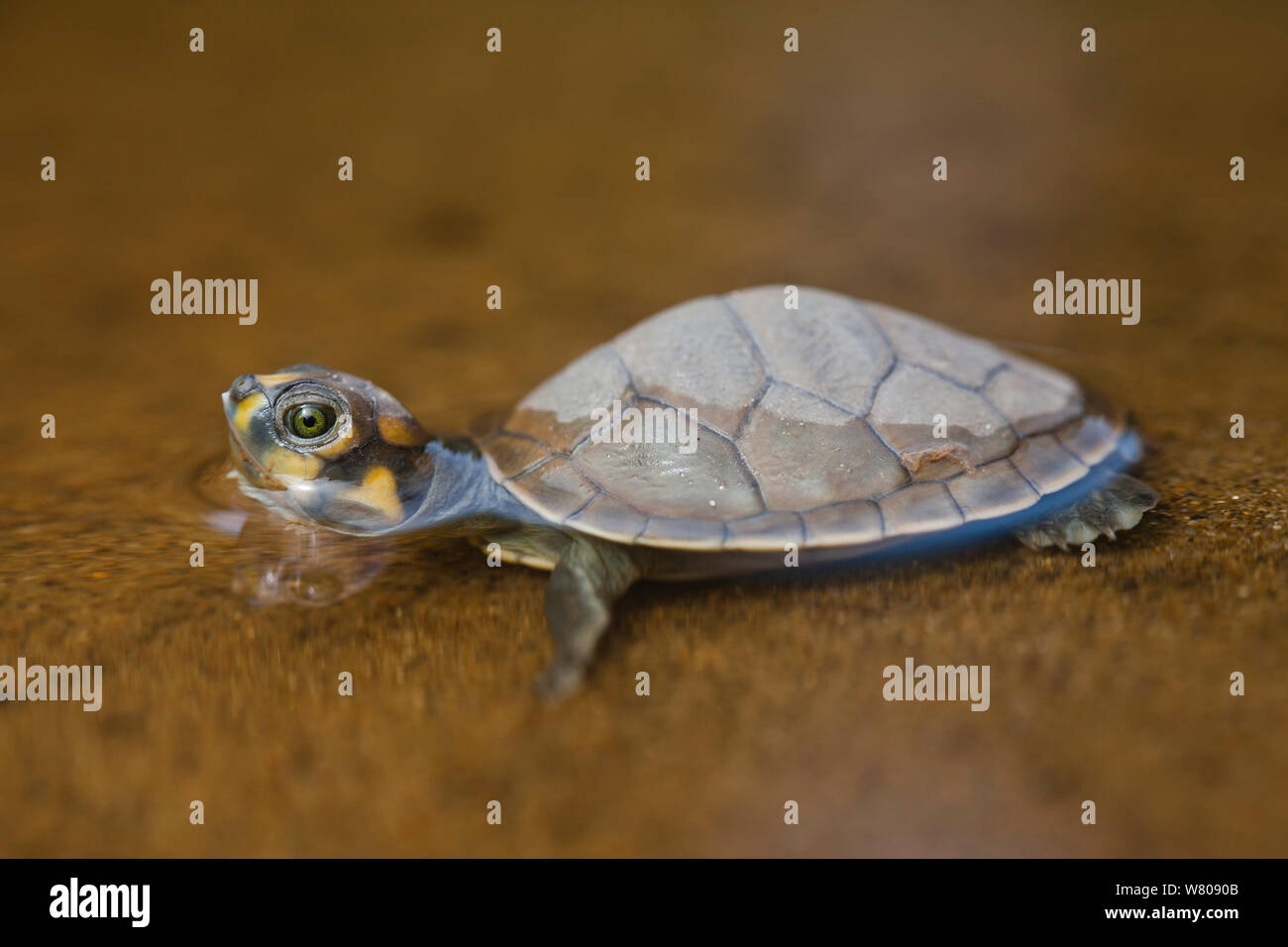 South American river turtle (Podocnemis expansa)               Pacaya-Samiria National Reserve, Amazon, Peru. Stock Photo