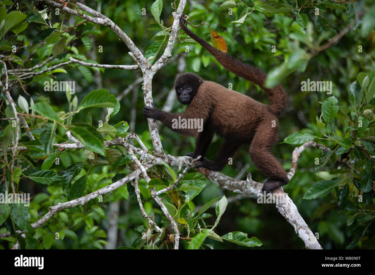 Common woolly monkey (Lagothrix lagotricha) Ikamaperou  Sanctuary,  Amazon, Peru. Stock Photo