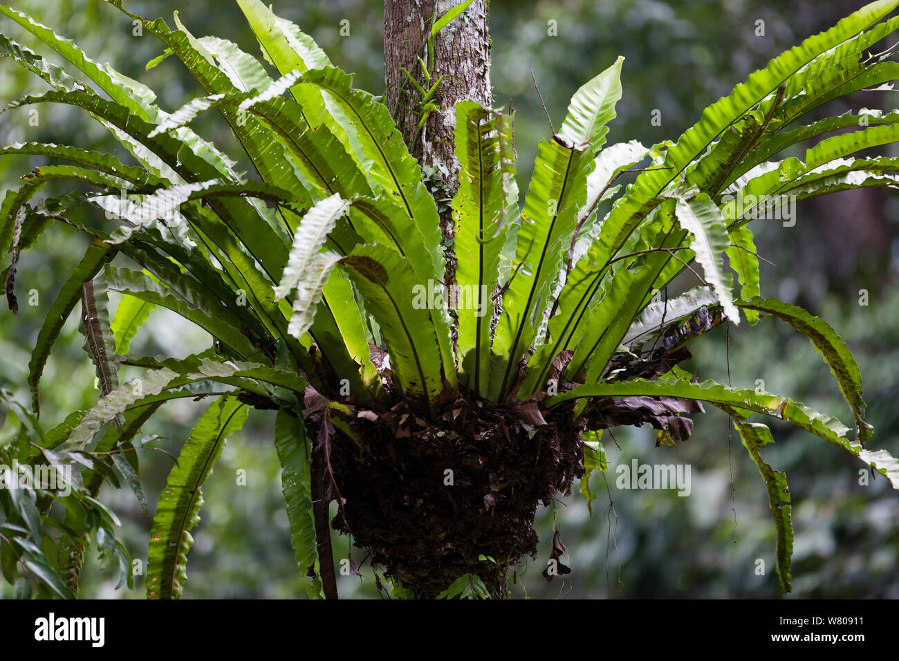 Tree fern, Gunung Leuser NP, Sumatra, Indonesia. Stock Photo