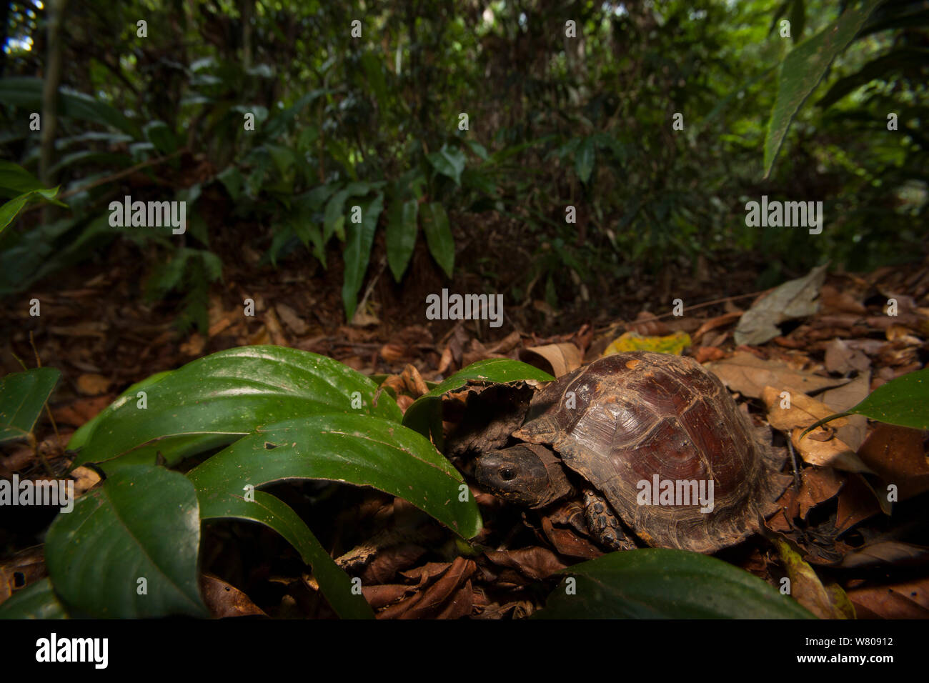 Burmese brown tortoise (Manouria emys) in tropical rainforest, Gunung Leuser National Park, Indonesia. Stock Photo