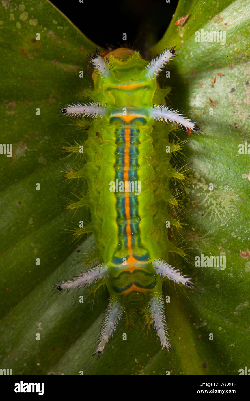 Slug moth (Limacodidae) caterpillar, Bukit Barisan National Park, Sumatra, Indonesia. Stock Photo