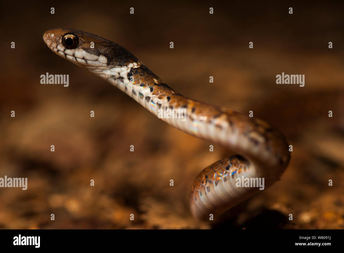Snake (Colubridae) Bukit Barisan National Park, Sumatra, Indonesia. Stock Photo