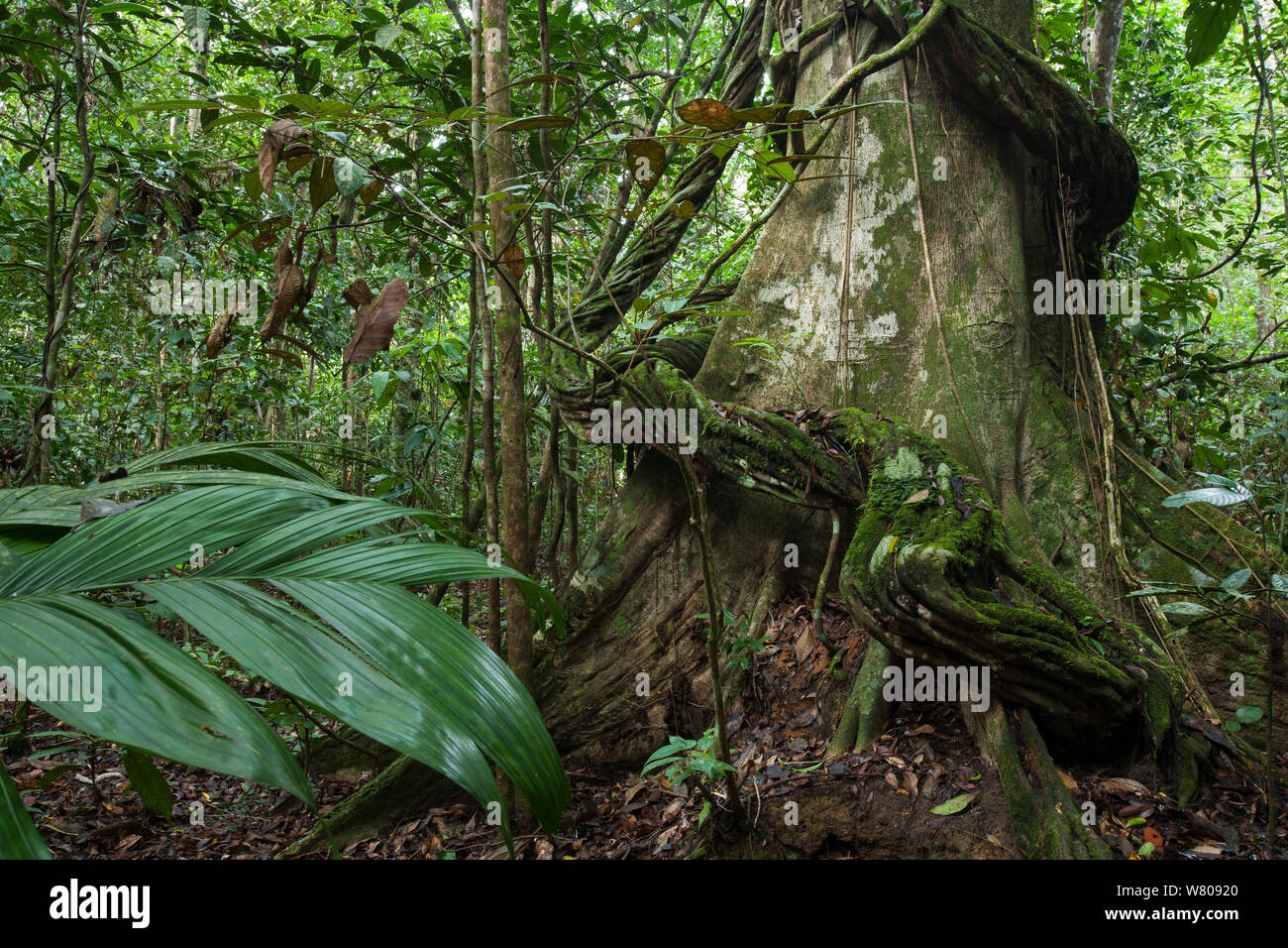 Thick liana growing around the trunk of a rainforest tree, Way Kambas National Park, Sumatra, Indonesia. Stock Photo