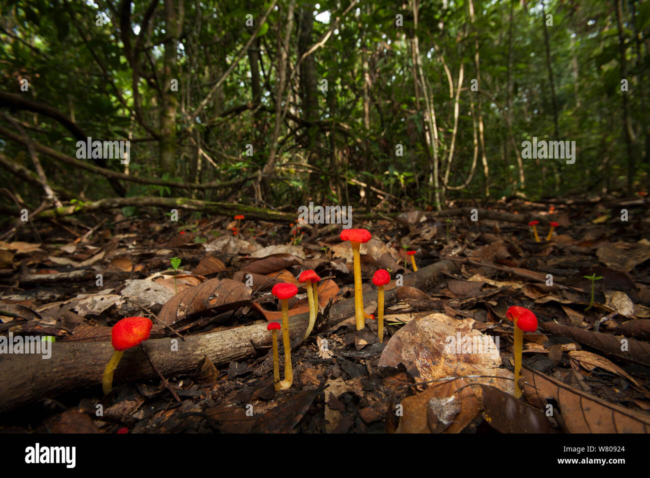 Bright red mushrooms growing on the rainforest floor, Way Kambas