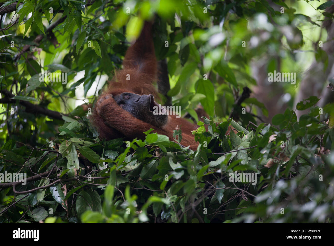 Sumatran orangutan (Pongo abelii) female in day nest,   Gunung Leuser National Park, Sumatra, Indonesia. Stock Photo
