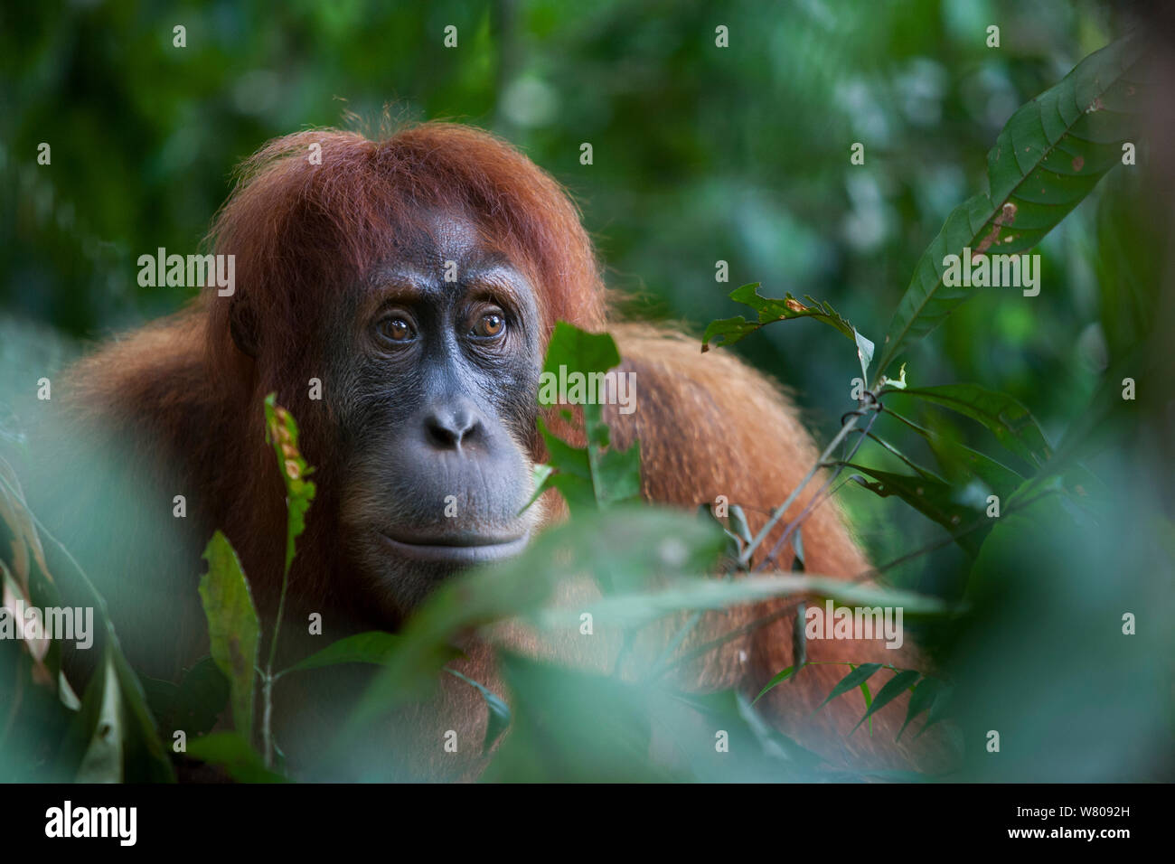 Sumatran orangutan (Pongo abelii) female portrait,  Gunung Leuser National Park, Sumatra, Indonesia. Stock Photo