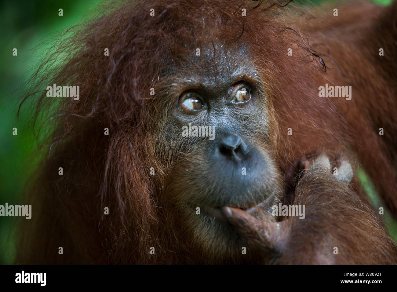 Sumatran orangutan (Pongo abelii) adult female portrait, Gunung Leuser National Park, Sumatra, Indonesia. Stock Photo