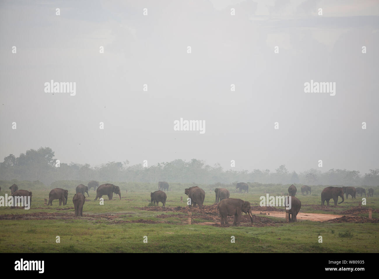 Asian elephants (Elephas maximus). Due to deforestation there is over population over elephants in the remaining forest. Therefore the Indonesian government are capturing and domesticating these elephants.  Way Kambas National Park, Sumatra, Indonesia. Stock Photo