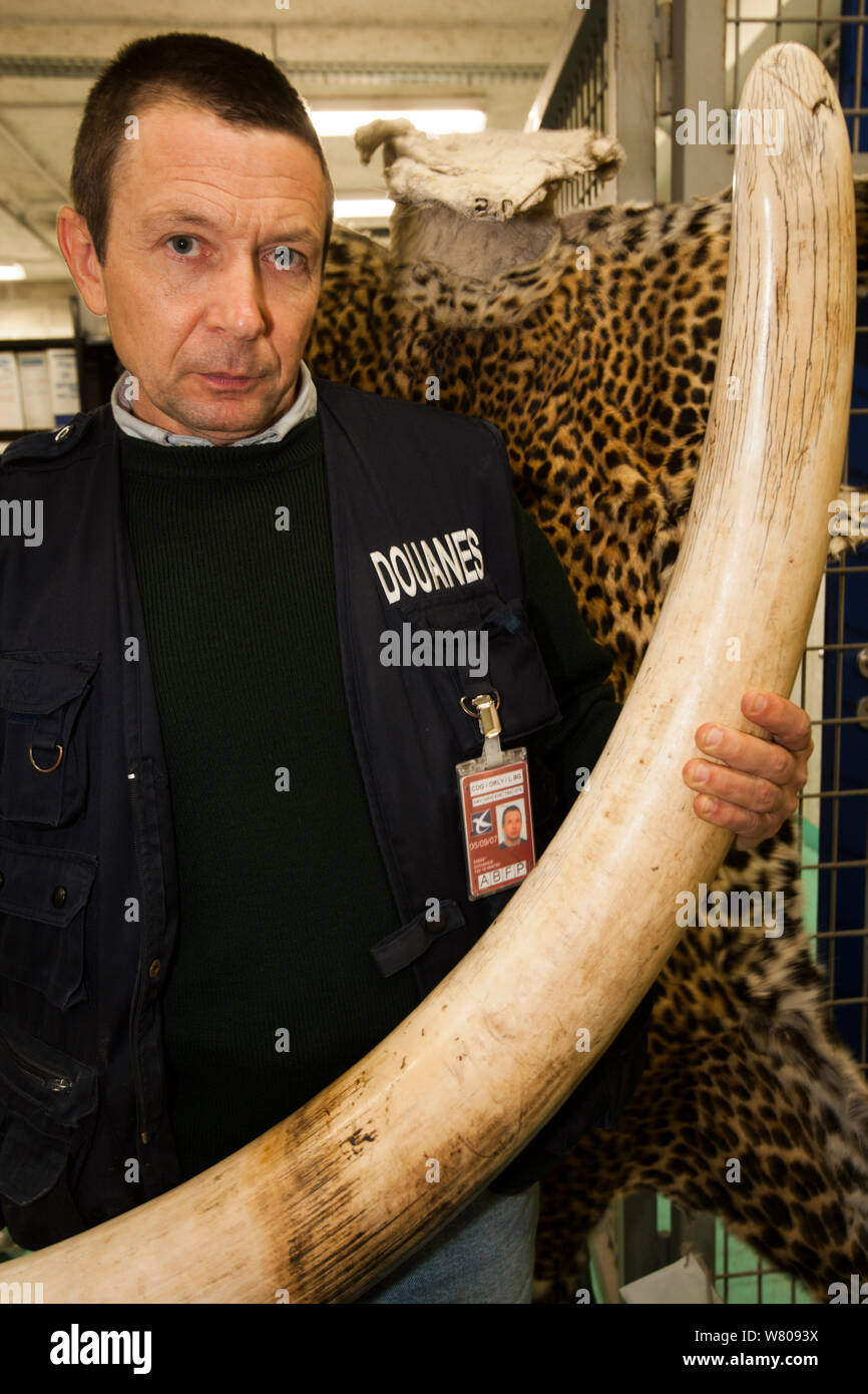 African elephant (Loxodonta africana) tusk seized at  Roissy Charles de Gaulle Airport, France, March 2006. Stock Photo