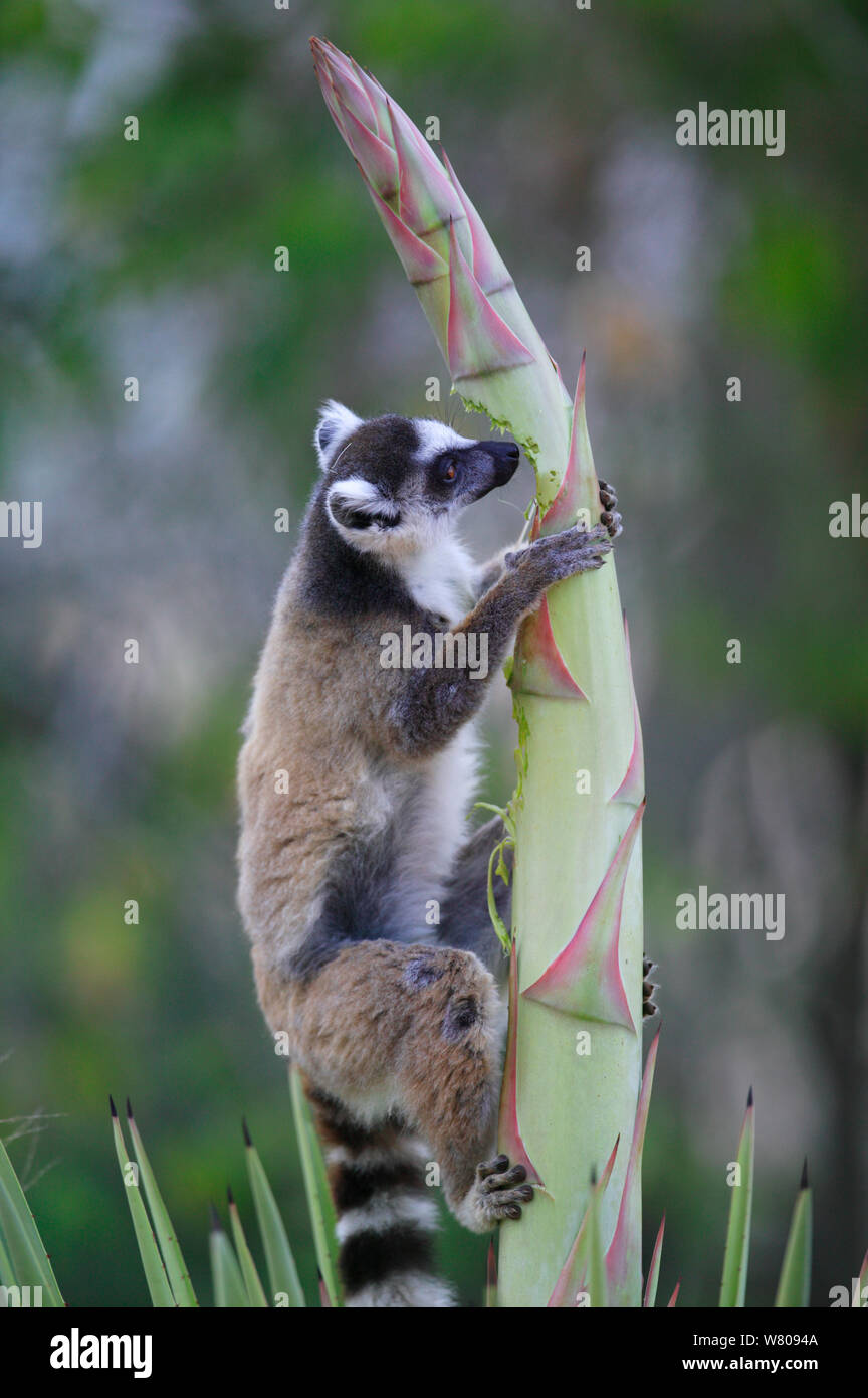 Ringed-tailed lemur (Lemur catta) feeding on sisal flowers stalk, during a poor year for fruit, Berenty reserve, Madagascar. Stock Photo