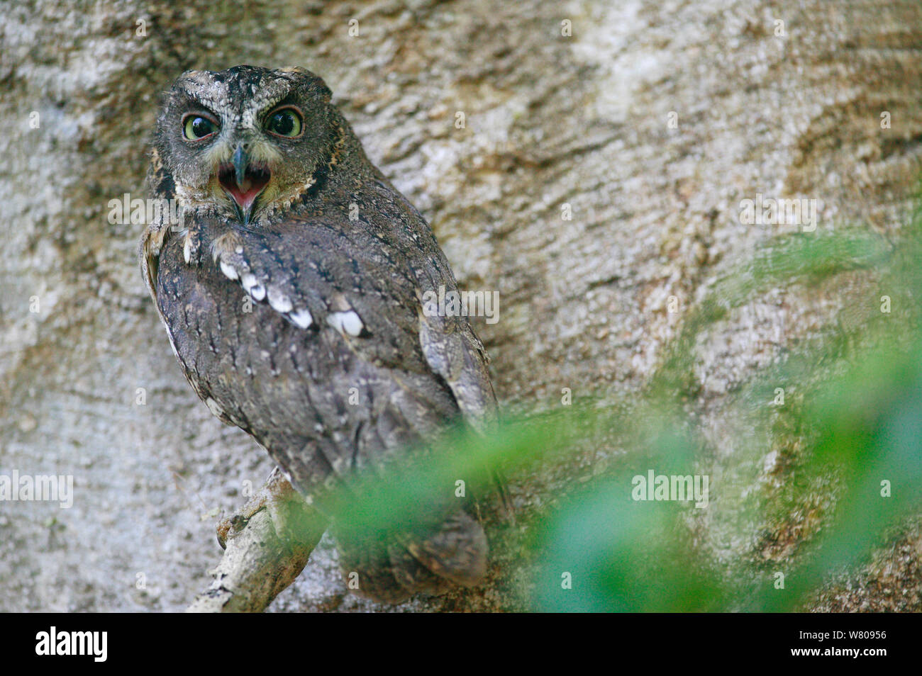 Madagascar scops owl (Otus rutilus) Berenty reserve, Madagascar. Stock Photo