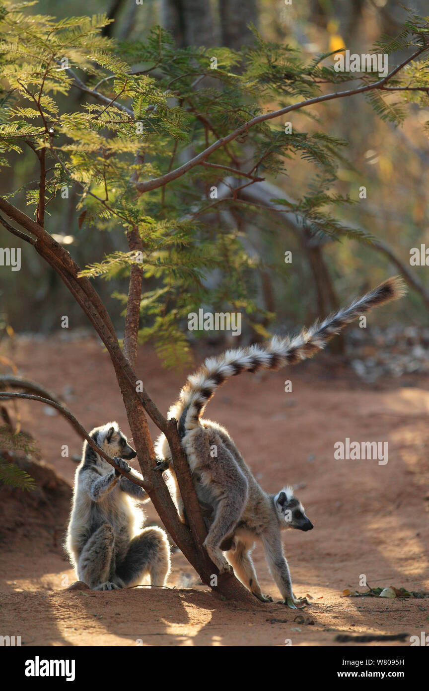 Ringed-tailed lemur (Lemur catta) scent marking territory, Berenty reserve, Madagascar. Stock Photo