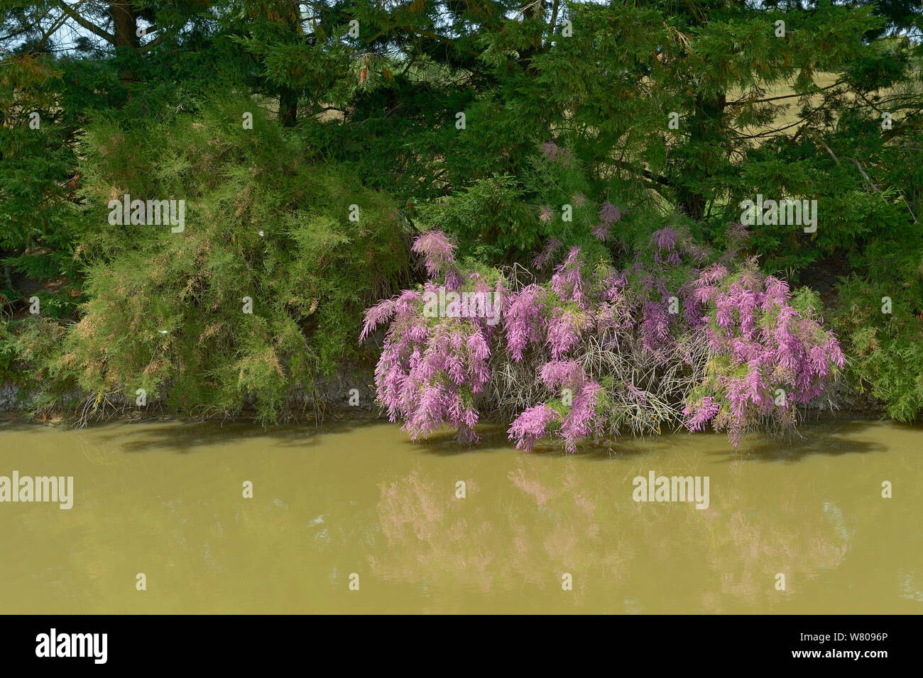 Tamarisk (Tamarix) tree in flower over water, Breton Marsh, France, June. Stock Photo