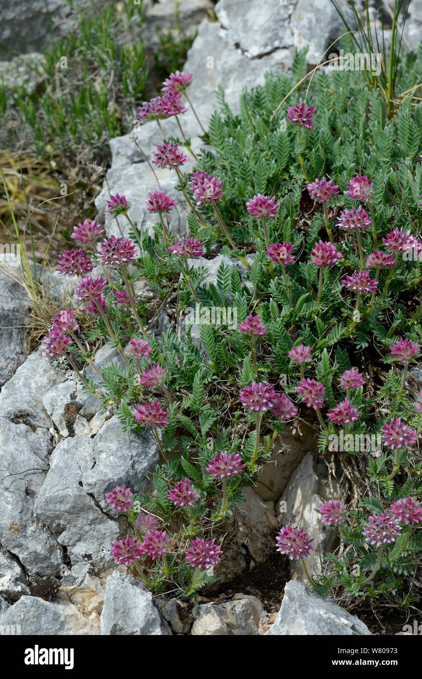 Mountain kidney vetch flowers (Anthyllis montana) Drome, France, May Stock Photo