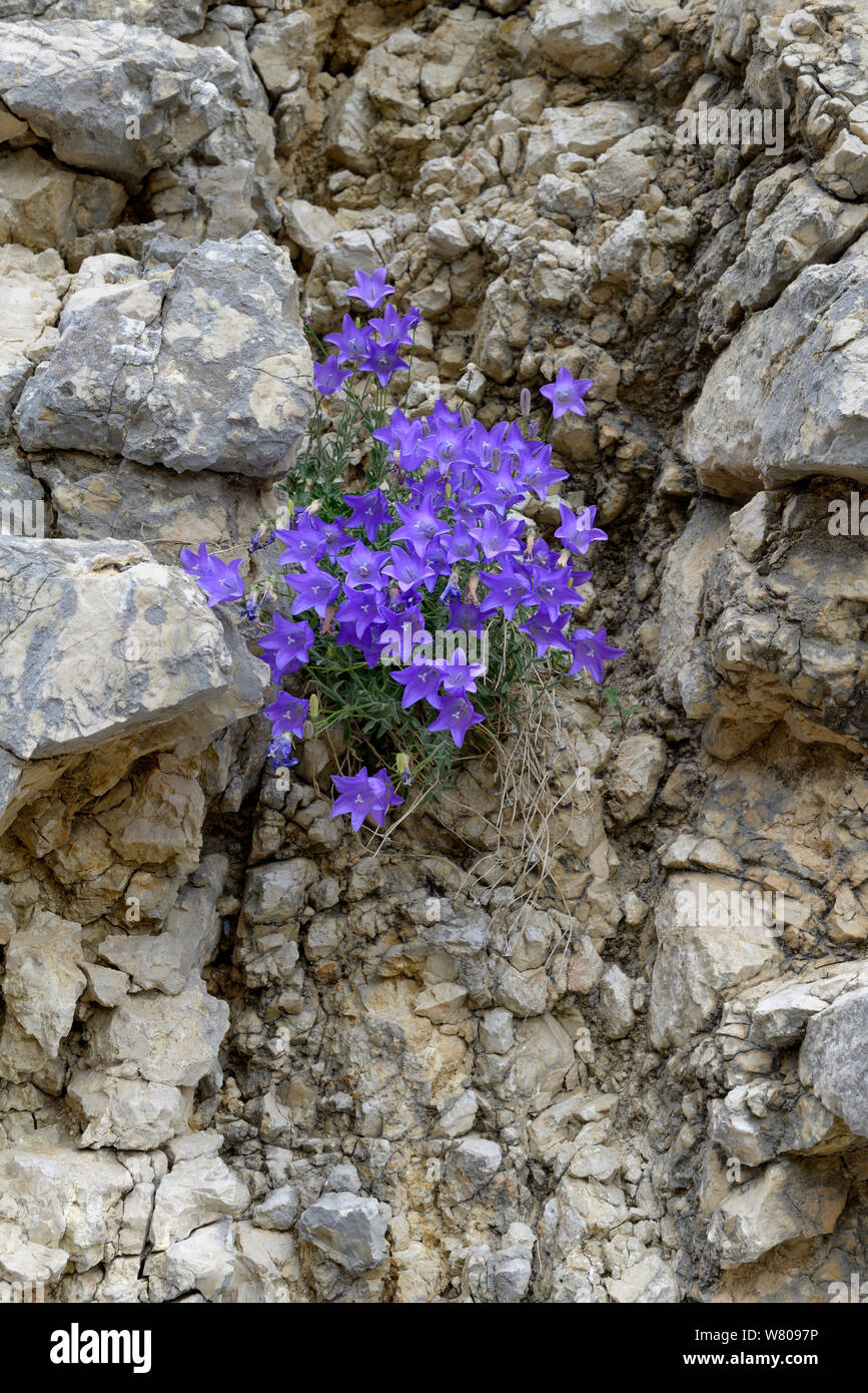 Mount Cenis bellflower (Campanula cenisia) flowering among rocks, Gorges du Verdon, France, May. Stock Photo