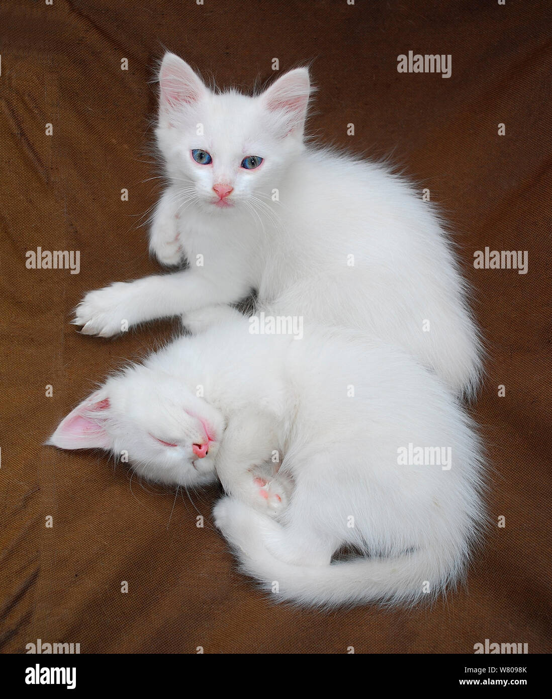 Two seven week old white kittens on a brown chair. One is asleep whilst the other looks at the camera Stock Photo