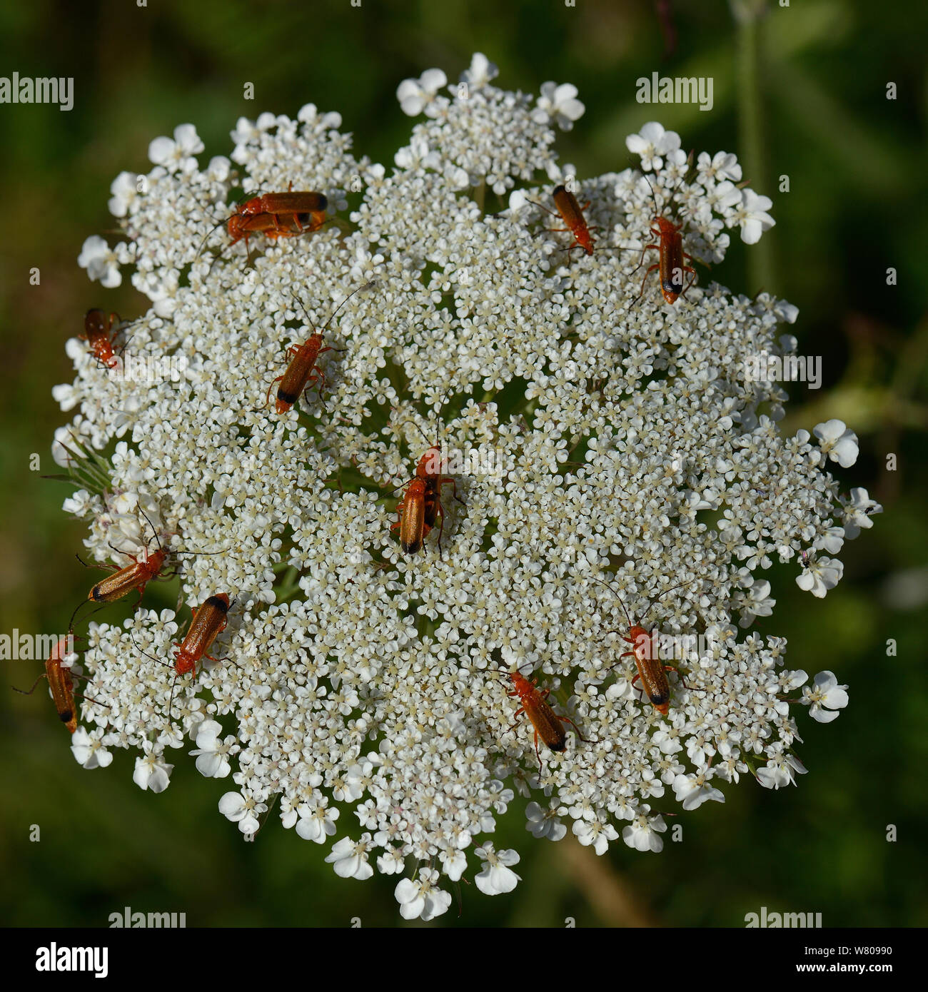 Common red soldier beetles (Rhagonicha fulva) on Wild carrot (Daucus carota) Vendee, France, June Stock Photo